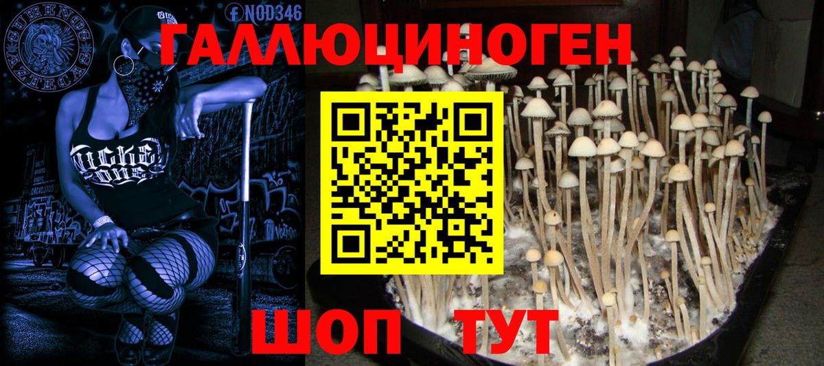 Сальск  Галлюциногенные грибы ЛСД  Вход с VPN  хочу   Галлюциногенные грибы Cubensis 